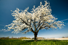 Spring Blossom