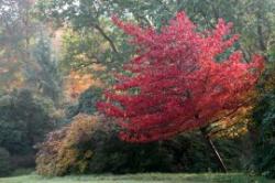 High Beeches Woodland & Water Gardens, Haywards Heath, Sussex