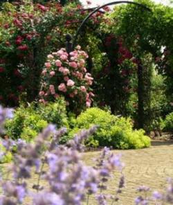 Gardens of the Rose (The), St Albans, Hertfordshire