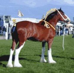 Cotebrook Shire Horse Centre, Tarporley, Cheshire