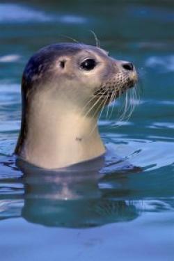 Blue Reef Aquarium, Tynemouth, Tyne and Wear