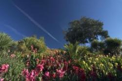 Ventnor Botanic Garden, Ventnor, Isle of Wight