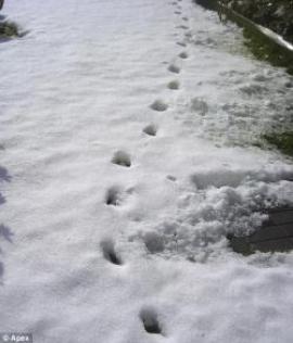 The Devil’s Footprints