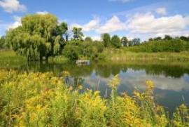 Wind in the Berkshire Willows