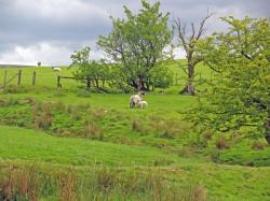 Bronte Lancashire