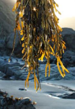 Seaweed Festival