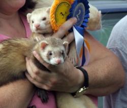 Frampton Country Fair