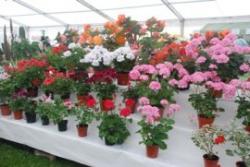 Summer Flower & Vegetable Show