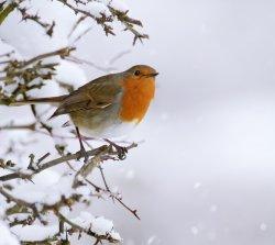 Kent Wildlife Trust Christmas Fair