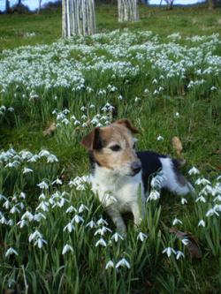 Snowdrop & Wildflower Weekend