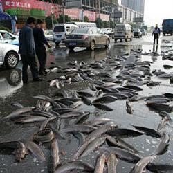 Great Yarmouth Showered with Fish