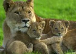 Longleat, Warminster