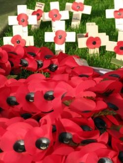 Remembrance Poppies