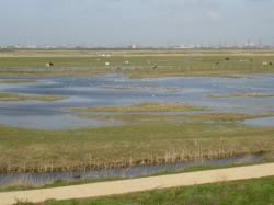 Rainham Marshes