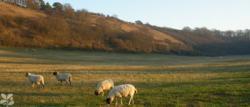 Sharpenhoe Clappers