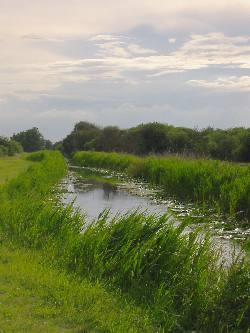 Wicken fen