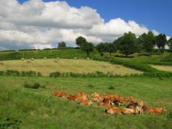 Marshwood Vale