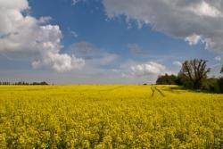 Stansted Mountfitchet