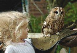 Tropical Butterfly House, Wildlife and Falconry Centre